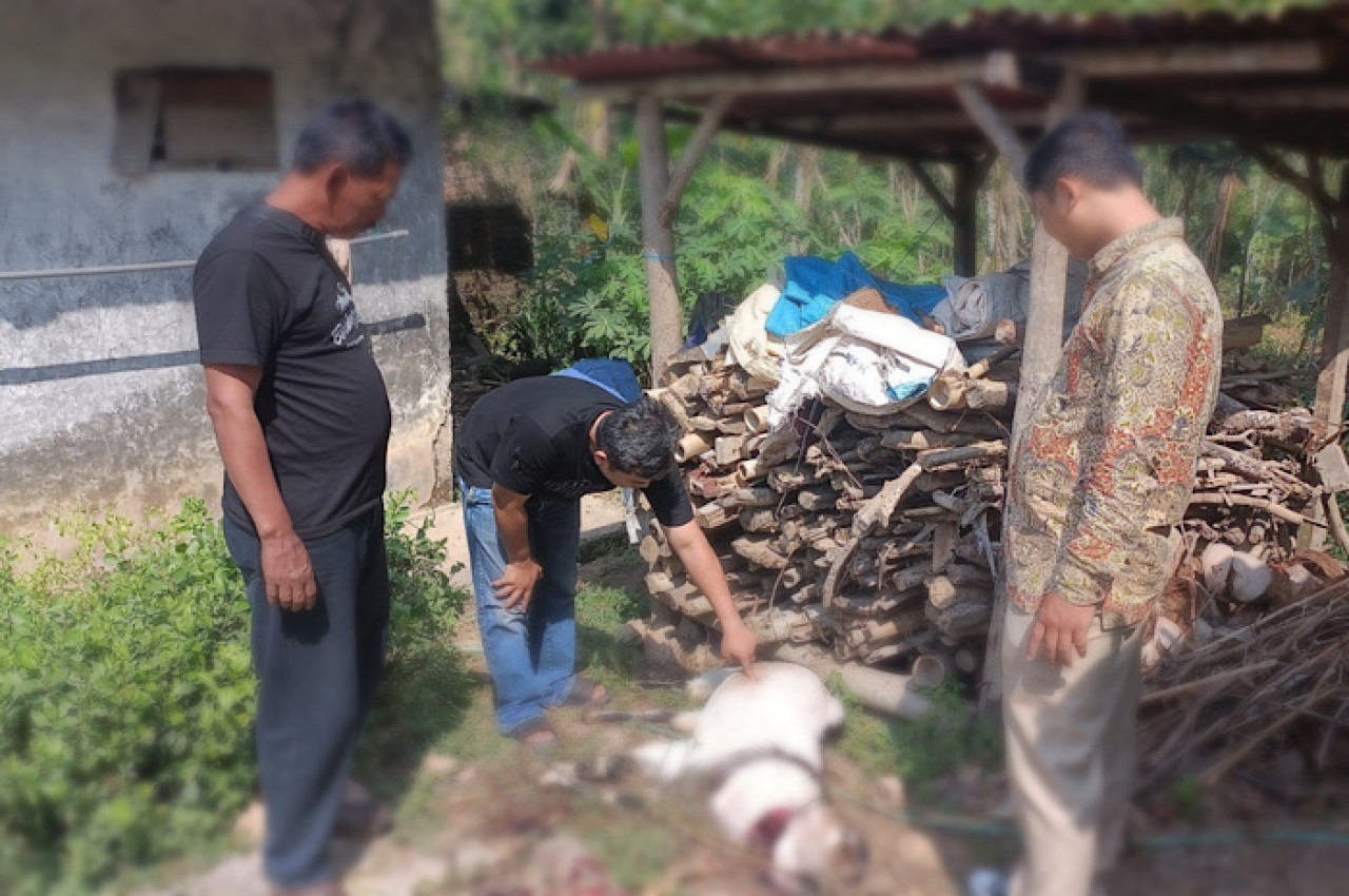 Kambing mati karena diracun. (Foto: Ahmad Fauzi/jatimnow.com)