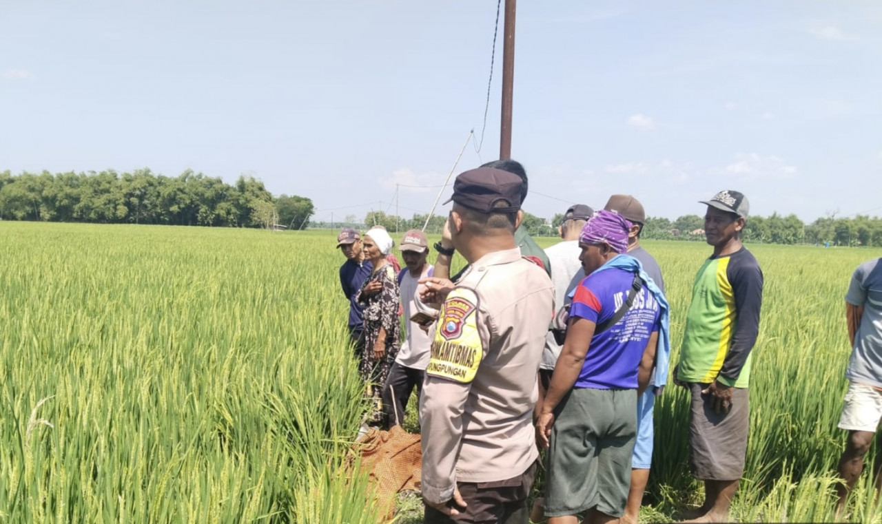Petugas kepolisian dibantu saat mengevakuasi korban meninggal dunia di pematang sawah (dok Polsek Kalitidu for jatimnow.com)