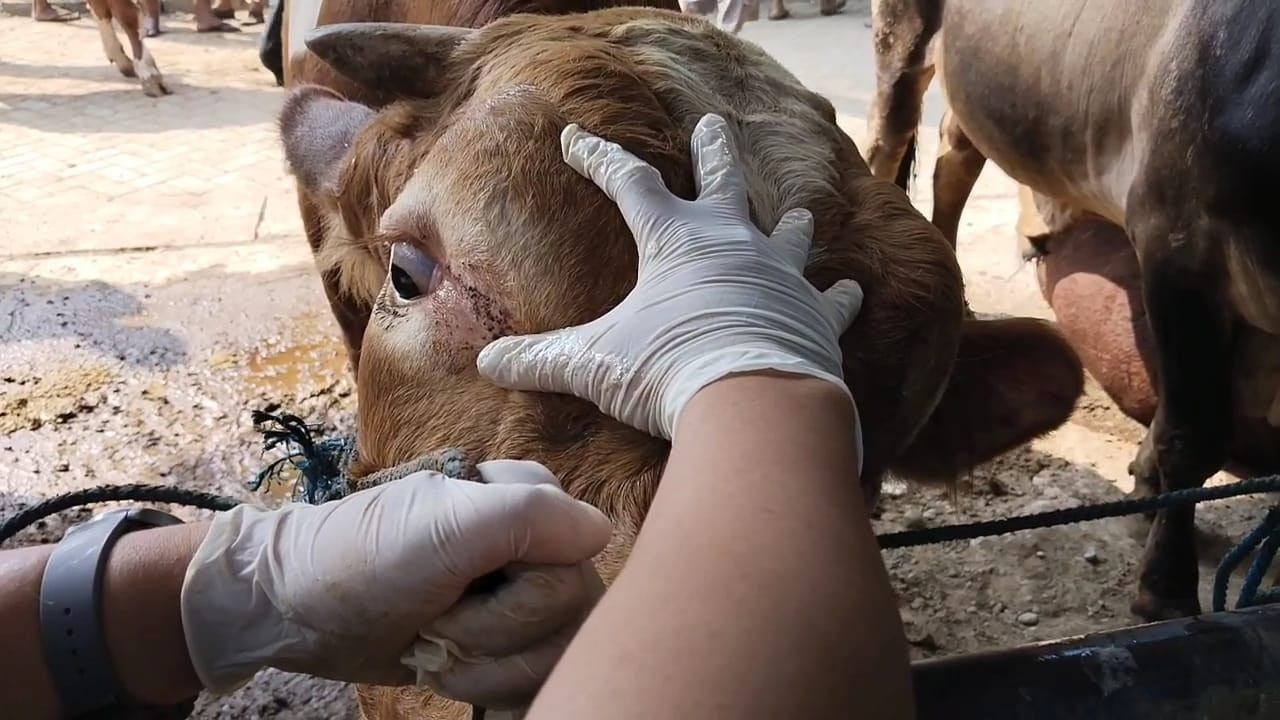 Pemeriksaan hewan kurban yang dilakukan Dinas Peternakan dan Kesehatan Hewan Tulungagung. (Foto: Bramanta Pamungkas/jatimnow.com)