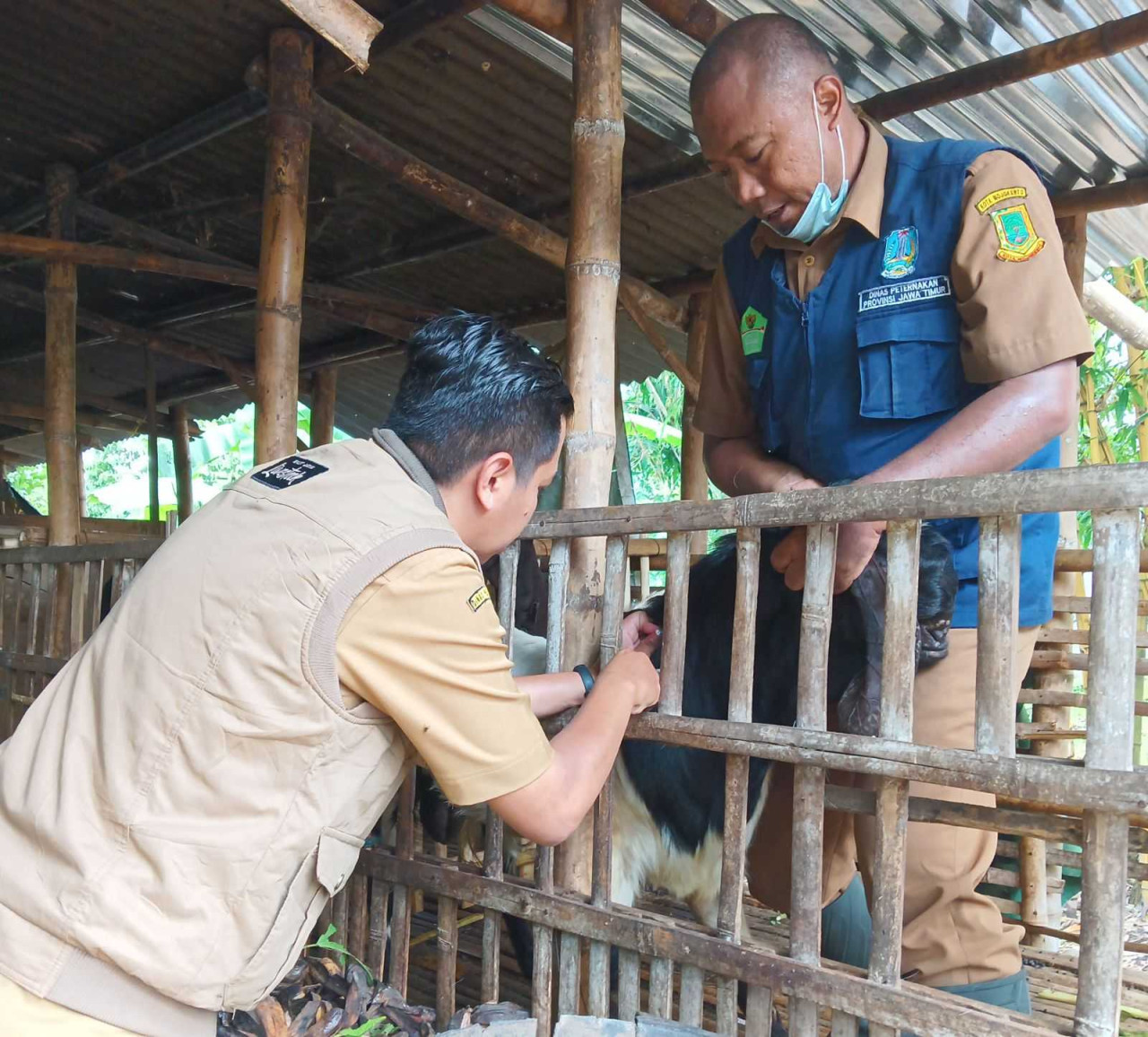 Ilustrasi. Petugas saat memeriksa keseharan hewan. (Foto: Humas Pemkot Mojokerto)