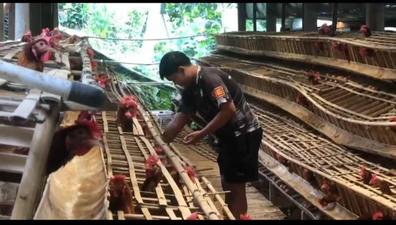 Peternakan ayam petelur di Ponorogo. (Foto: Ahmad Fauzani/jatimnow.com)