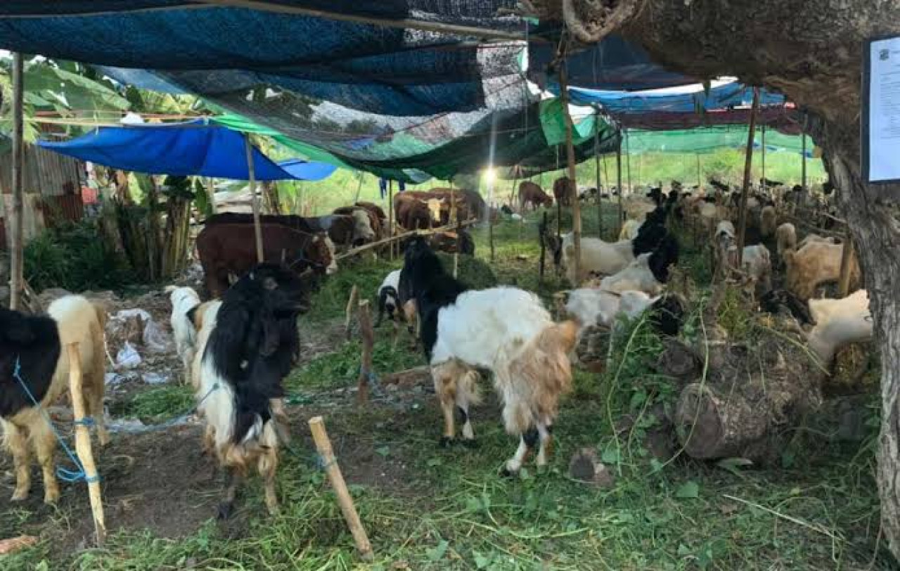 Jelang Idul Adha, Diperta Kabupaten Probolinggo Data TPHS Pastikan Sarana Layak