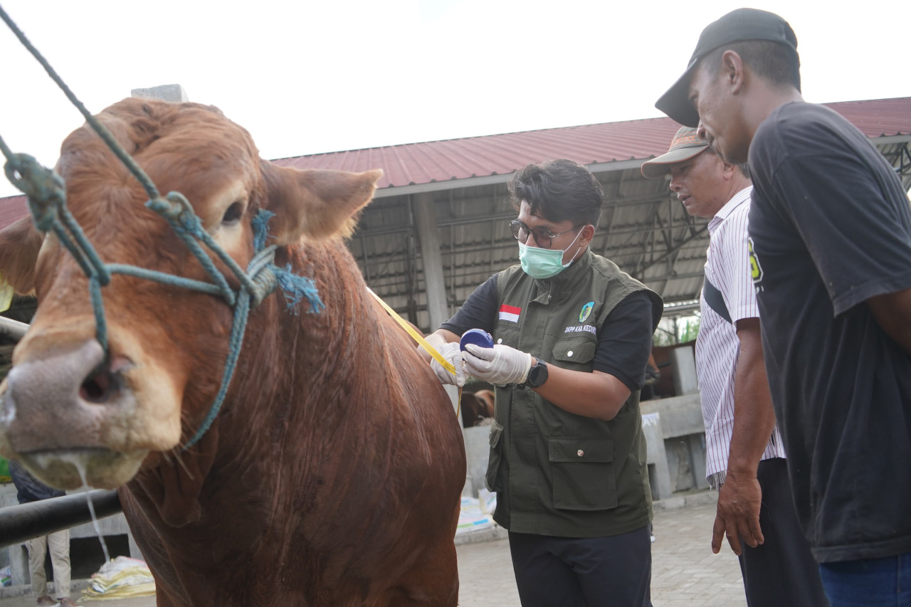DKPP cek sapi di IBS Farm Plosoklaten. (Foto: Humas Pemkab Kediri/jatimnow.com)