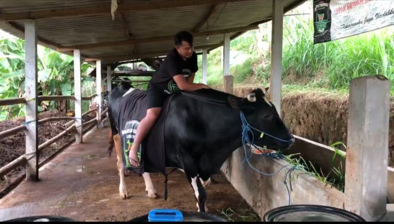 Sapi yang dibeli SBY. (Foto: Ahmad Fauzani/jatimnow.con)