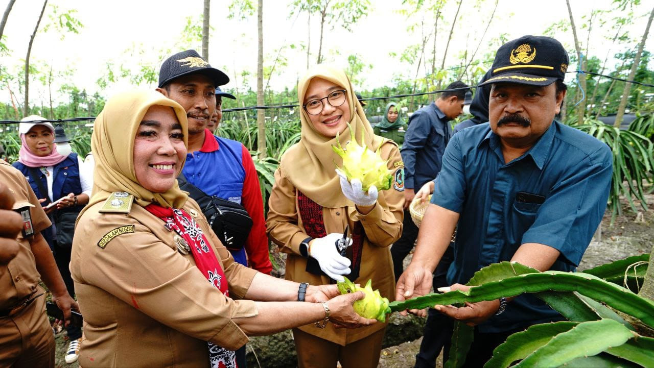 Buah Naga Kuning Banyuwangi Primadona Baru, Paduan Rasa Anggur dan Leci