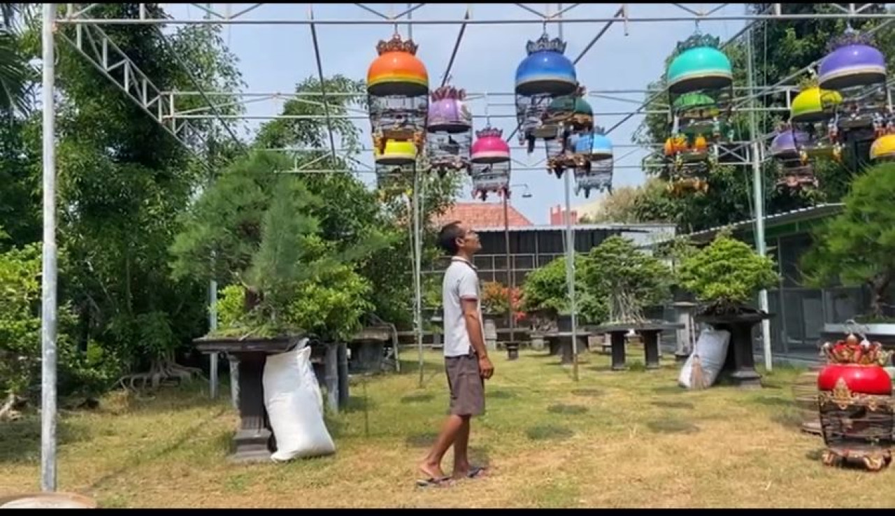 Burung Perkutut Bikin Pria di Ponorogo Raup Cuan Ratusan Juta Rupiah