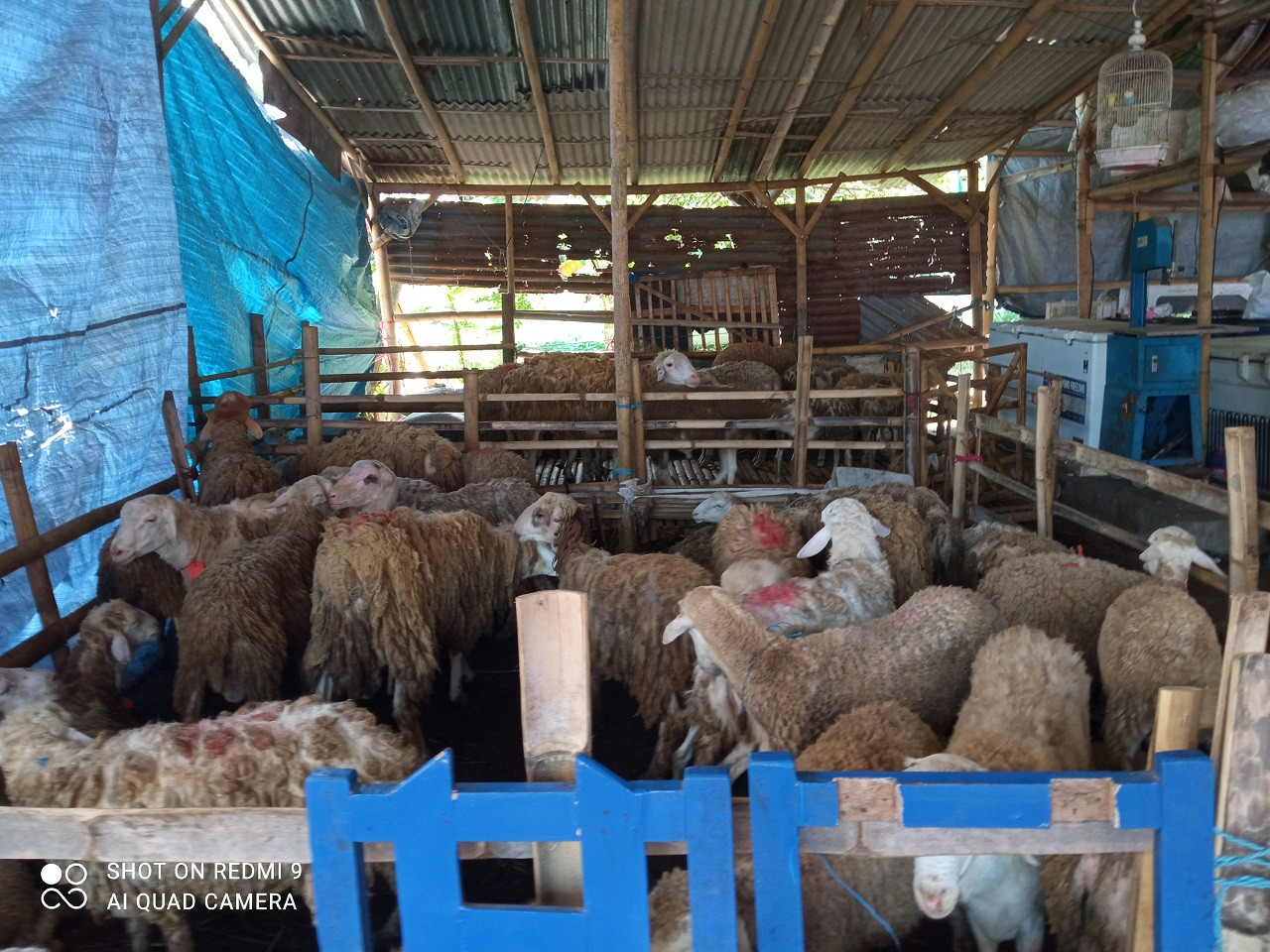 Puluhan kambing kurban yang siap dipotong (Foto: Sugianto/jatimnow.com)