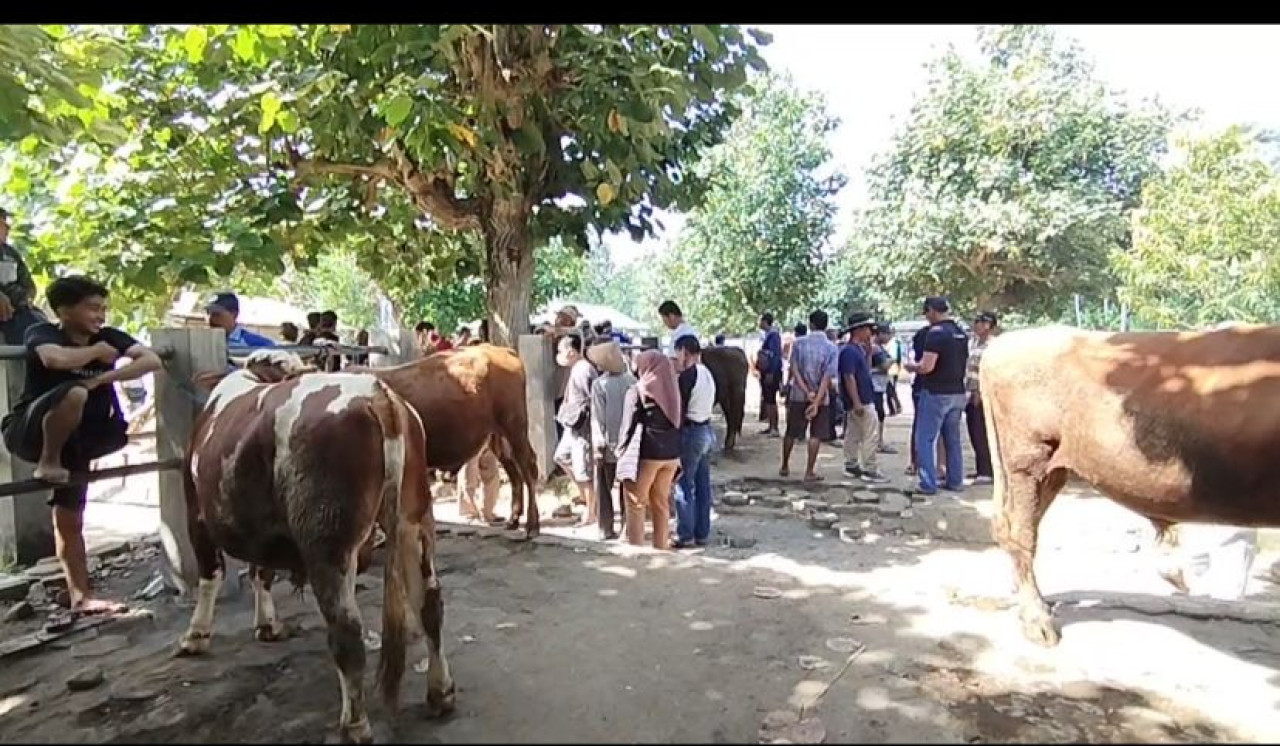 Harga Hewan Kurban di Pacitan Mulai Merangkak Naik Jelang Idul Adha