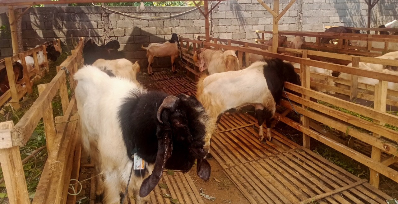 Ilustrasi hewan kurban. (Foto: dok. jatimnow.com)