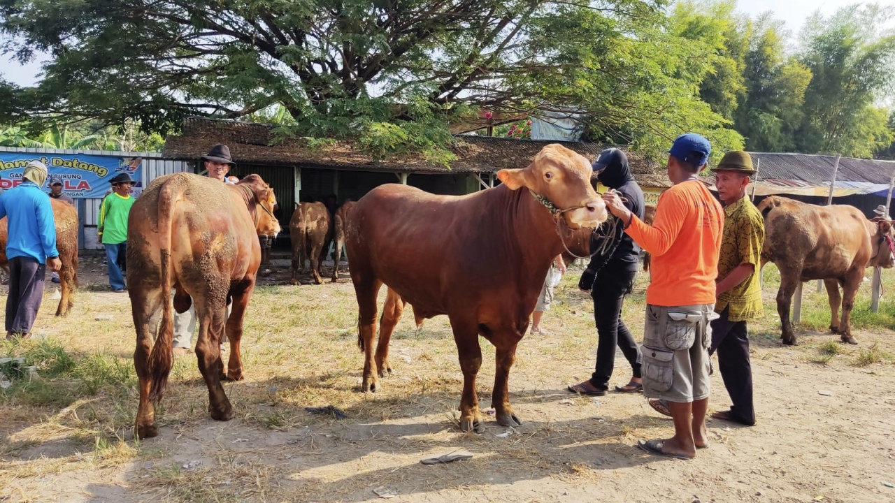 Suasana Pasar Hewan Tikung di Lamongan. (Foto: Adyad Ammy Iffansah/jatimnow.com)