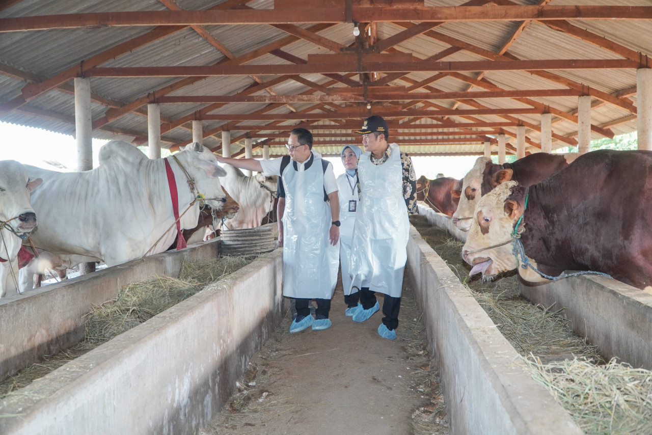 Pj Gubernur Jatim, Adhy Karyono dan Bupati Lamongan Yuhronur Efendi saat meninjau peternakan di Solokuro, Lamongan. (Foto : Humas Pemkab Lamongan for jatimnow.com)