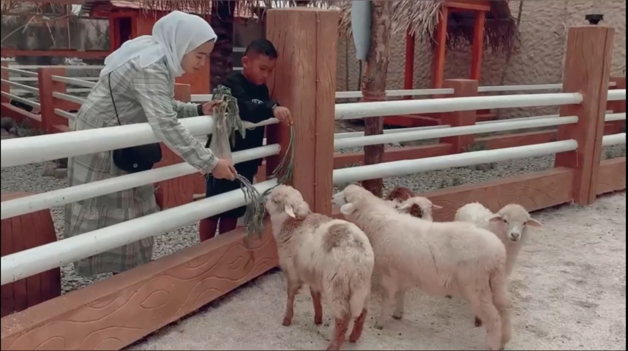 Pengunjung memberikan makanan pada domba. (Foto: Ulum for jatimnow.com)