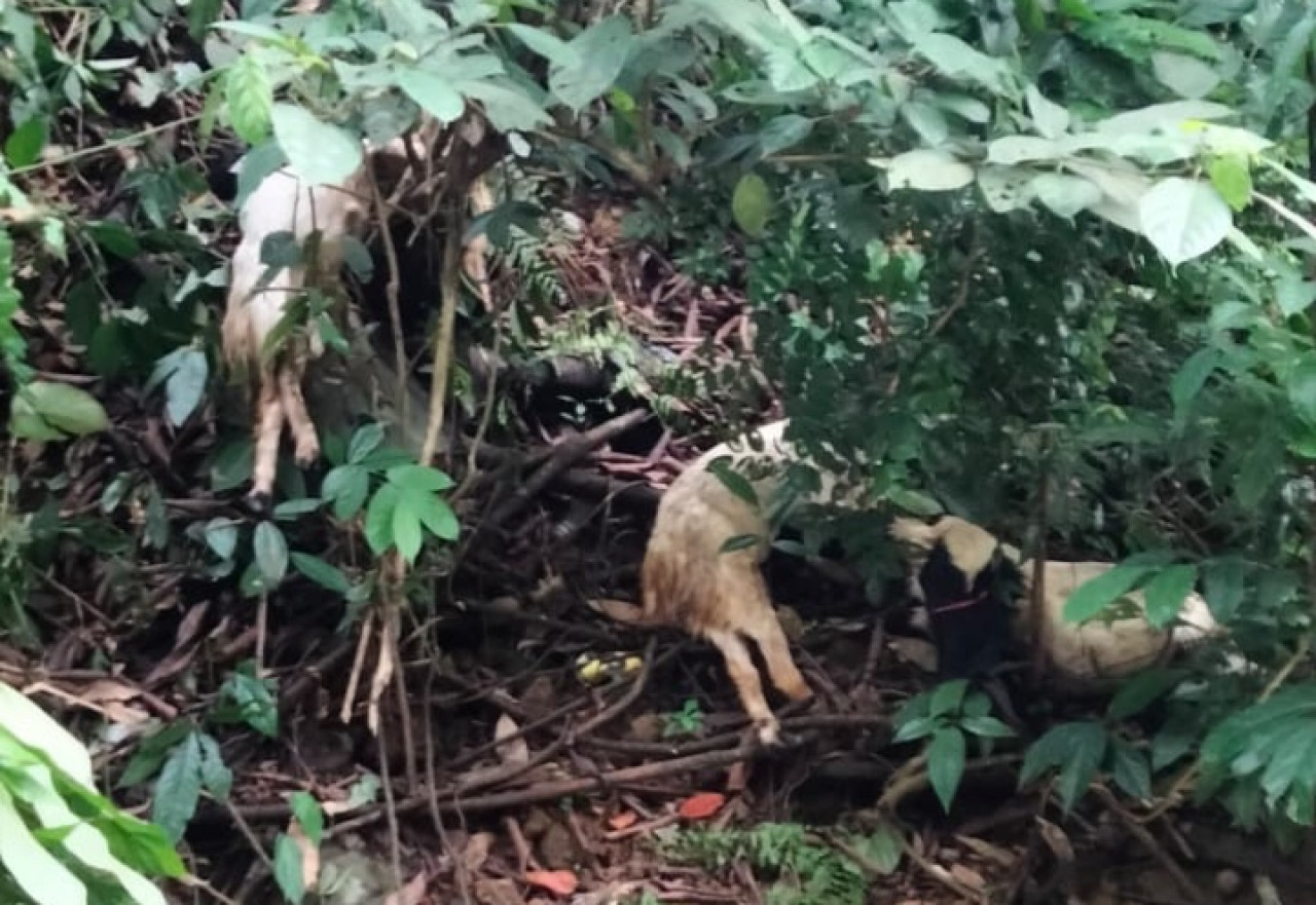 Terungkap Fakta Puluhan Kambing Mati di Sungai Gumitir Jember