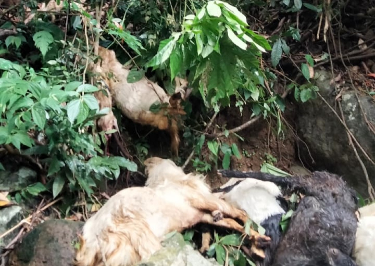 Puluhan Kambing Mati Juga Dibuang di Sungai Kawasan Banyuwangi