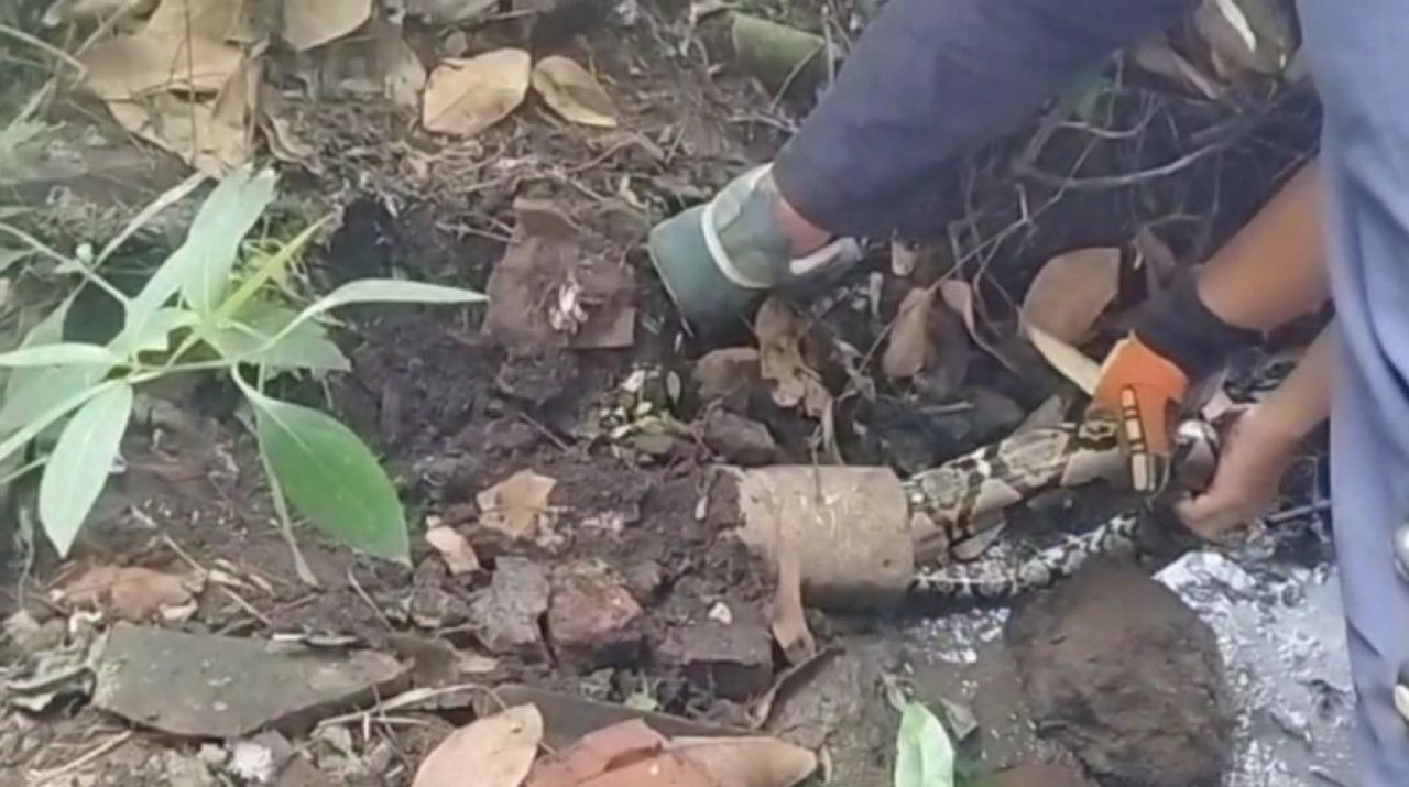 Ular Sanca dikeluarkan dari pipa pembuangan air. (Foto: tangkapan layar video amatir)