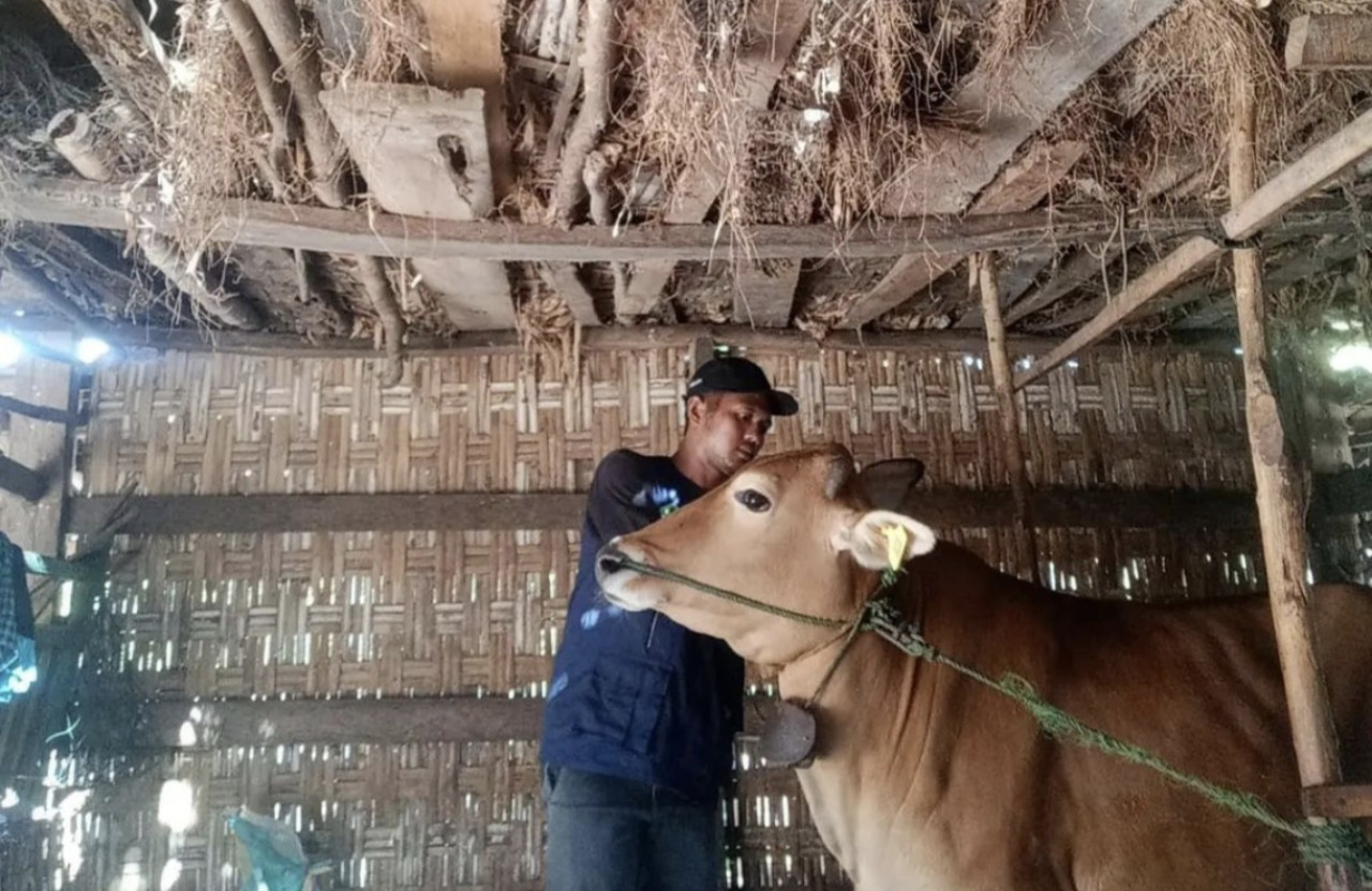 Pemantauan hewan qurban (dok. Disnak Bangkalan for jatimnow.com)).