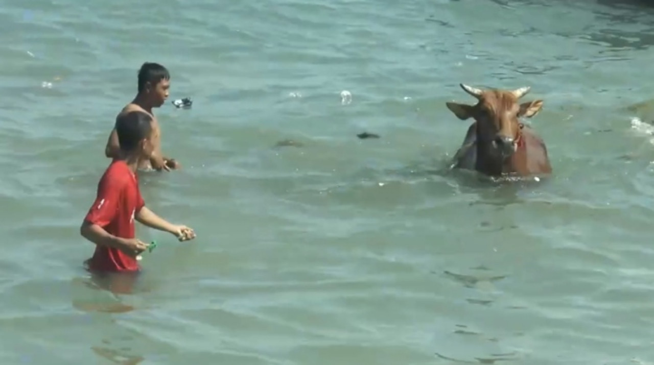 Puluhan sapi saat berenang menepi ke Pelabuhan Dungkek, Sumenep. (Foto: Fathor Rahman/jatimnow.com)