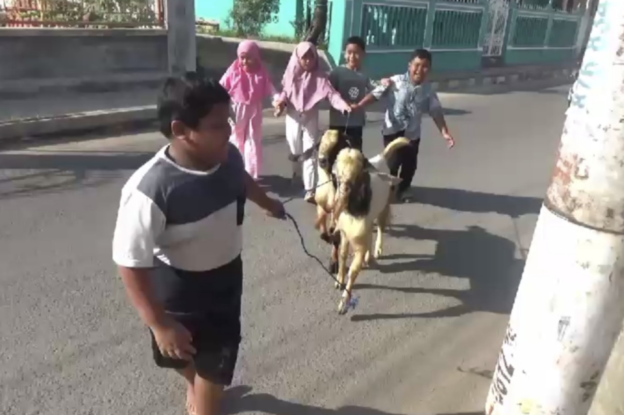 Mirza membawa kambing kurban miliknya ke penyembelihan. (Foto: Fathor Rahman/jatimnow.com)