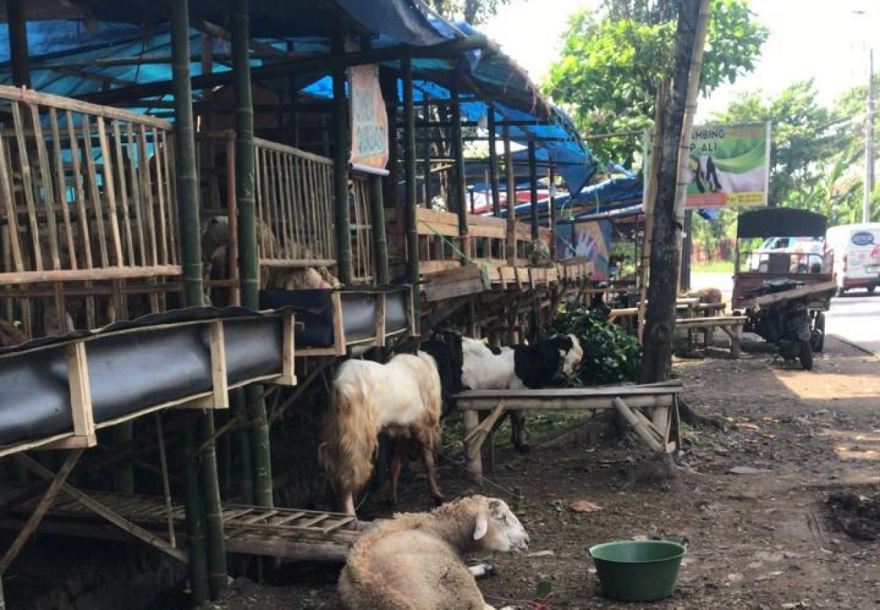 Kambing Dormas banyak diburu di Jember (Foto: Eko for jatimnow.com)