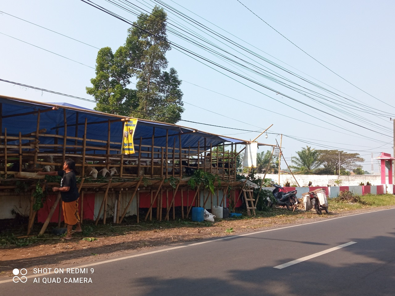 Lapak hewan kurban milik Abdul Azis yang pernah ada penampakan hantu (Foto: Sugianto/jatimnow.com)