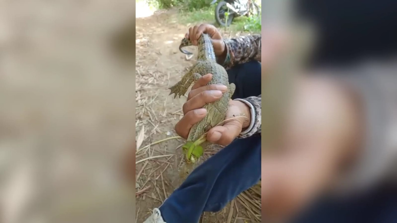 Pemancing di Trenggalek Senang Dapat Ikan Besar, Ternyata Anak Buaya