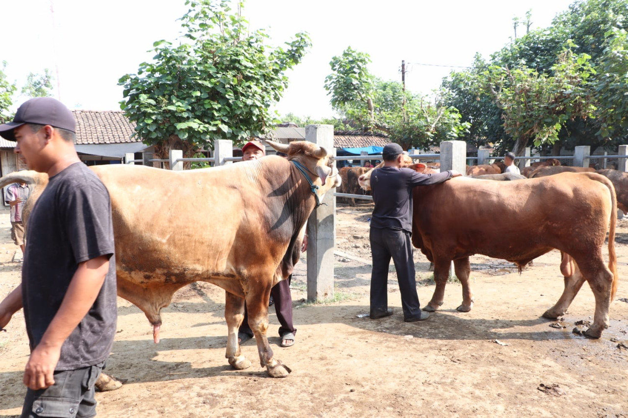 H-1 Idul Adha, Pedagang Pasar Hewan Ponorogo Buka Lapak di Luar Area