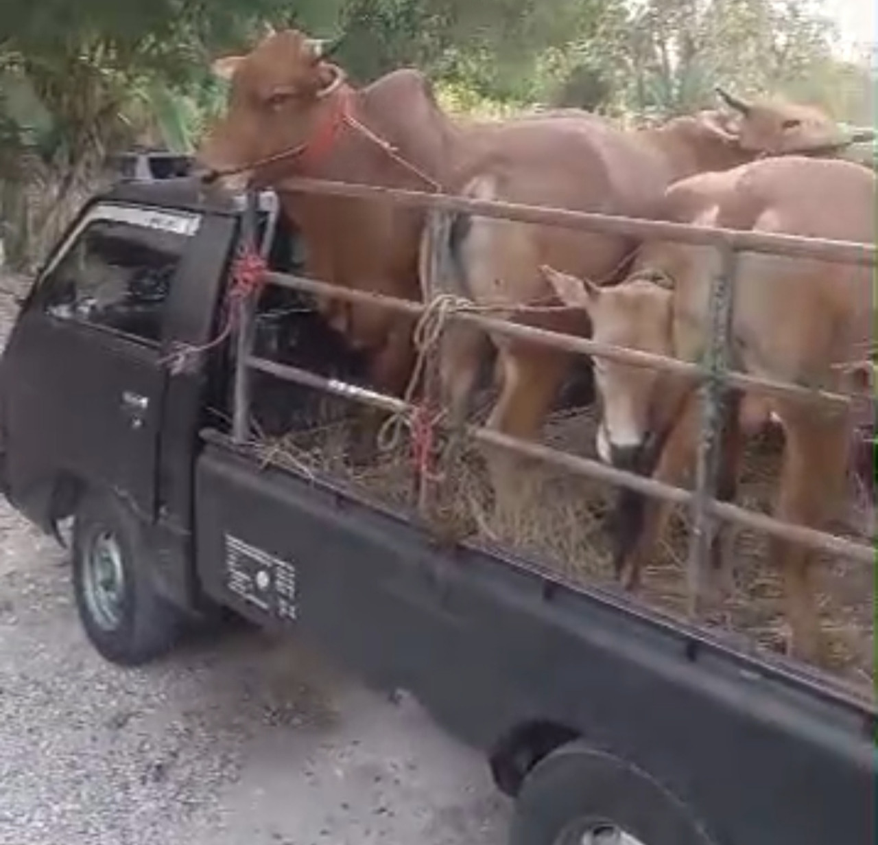 Sapi yang akan dikirim ke luar daerah harus dilengkapi dengan SKKH. (Foto: Fathor Rahman/jatimnow.com)