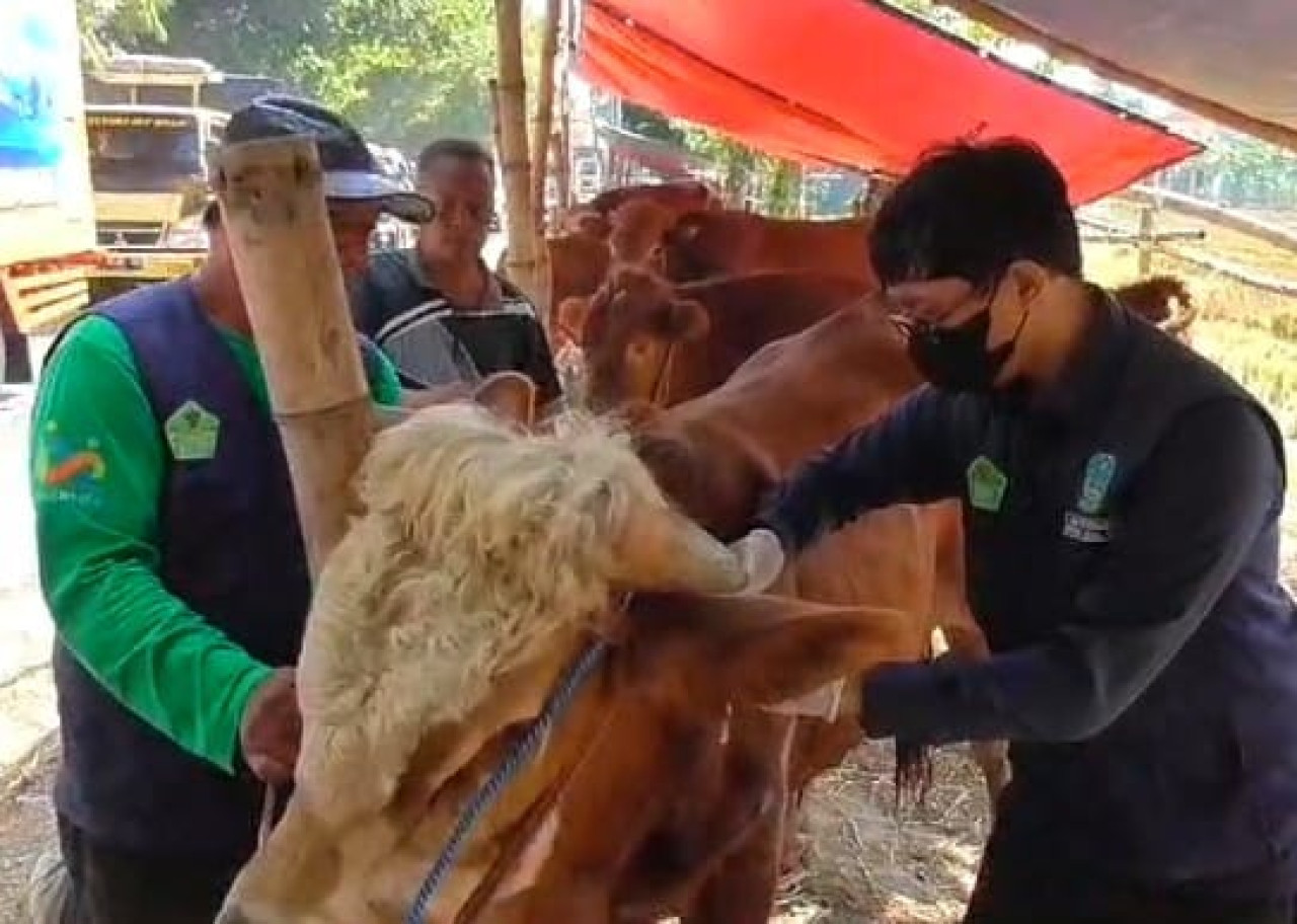Sidak lapak penjual hewan kurban Petugas dari Dinas Pangan dan Pertanian Kabupaten Sidoarjo di kawasan pinggir Jalan Raya Lingkar Timur Buduran Sidoarjo. (