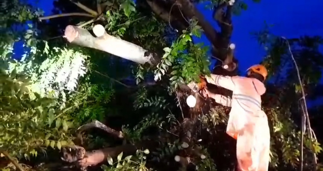 Hujan Angin Terjang Glagah Lamongan, Banyak Pohon Besar Tumbang