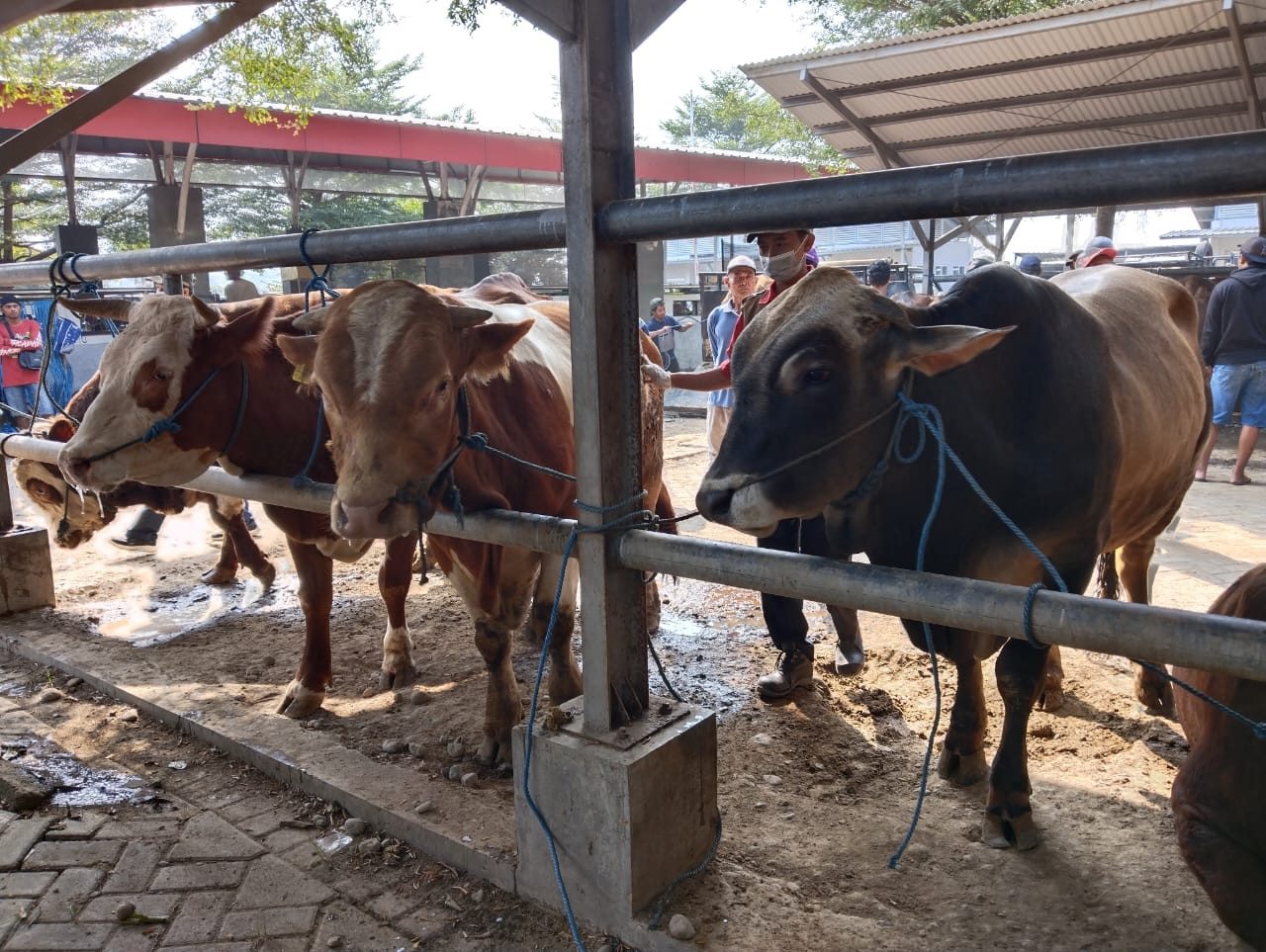 Suasana di pasar hewan terpadu Tulungagung. (Foto: Bramanta Pamungkas/jatimnow.com)