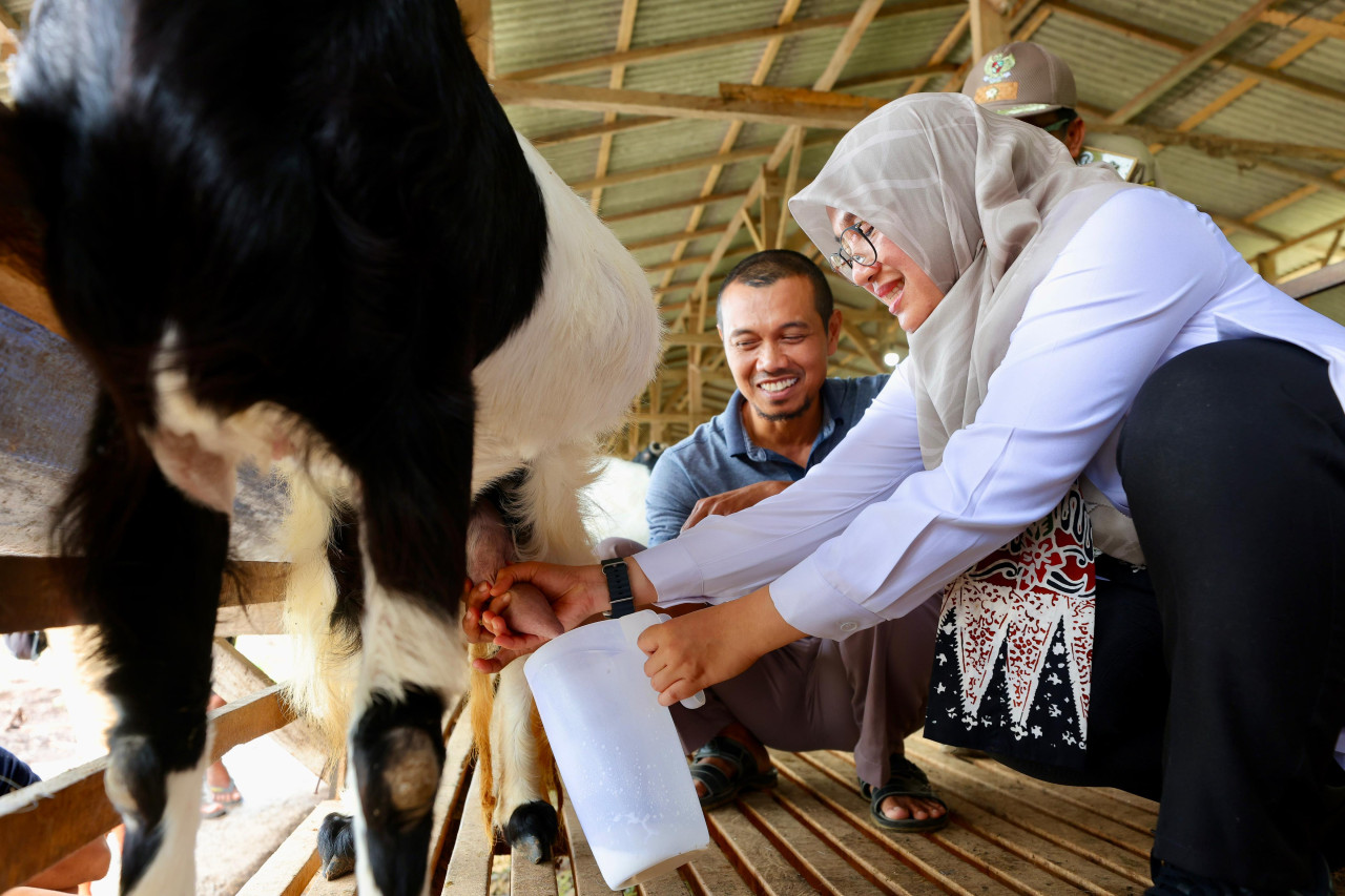 Bupati Banyuwangi Ipuk Fiestiandani memerah kambing di peternakan Desa Seneporejo, Kecamatan Siliragung, Banyuwangi. (Foto: Humas Pemkab Banyuwangi for jatimnow.com)