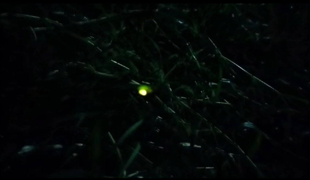 Kunang-kunang mengeluarkan cahaya di Warung Narafood. (Foto-foto: Sugianto/jatimnow.com)