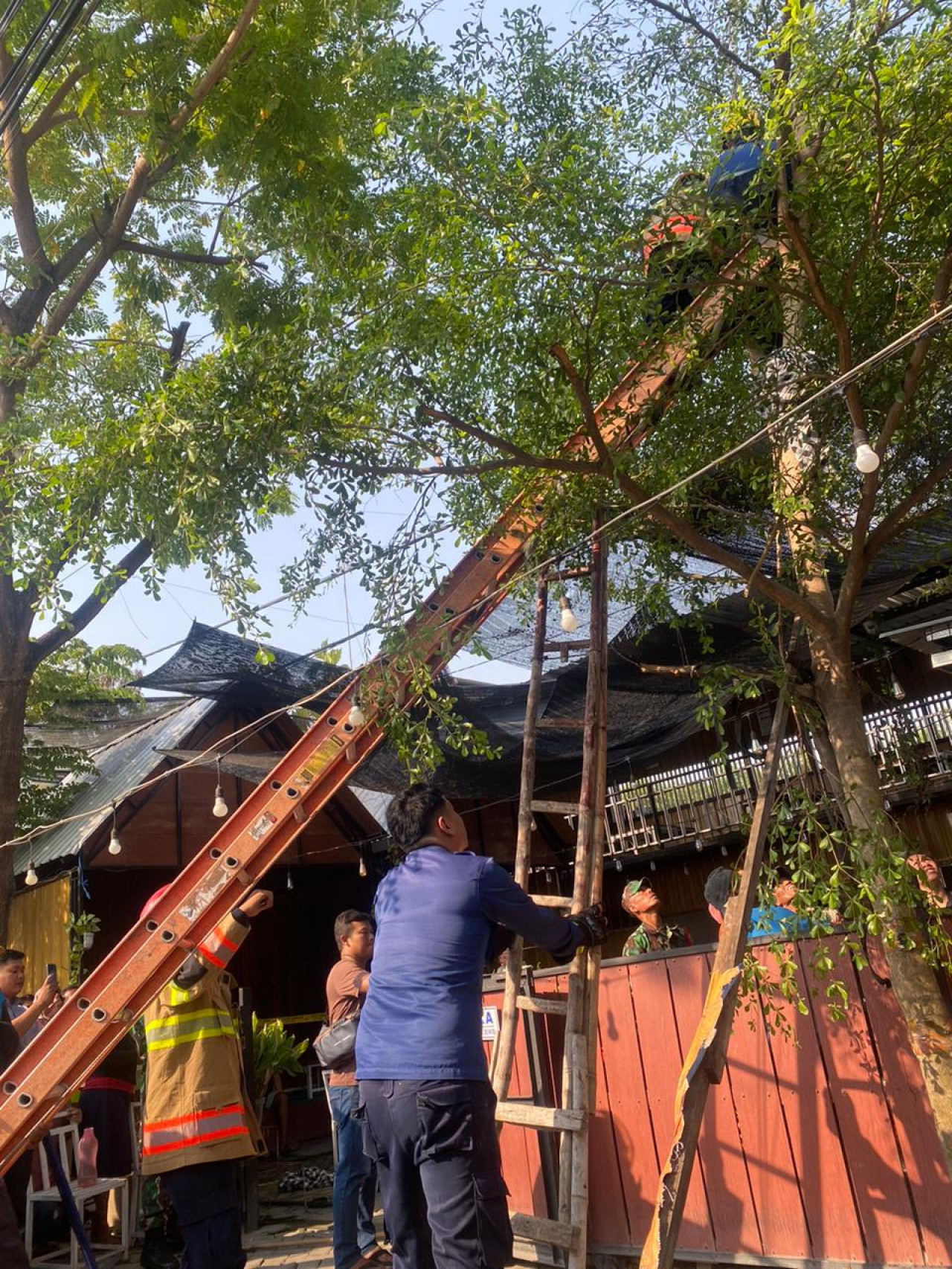 Pemuda Bojonegoro Tewas Tersengat Listrik saat Potong Dahan Pohon