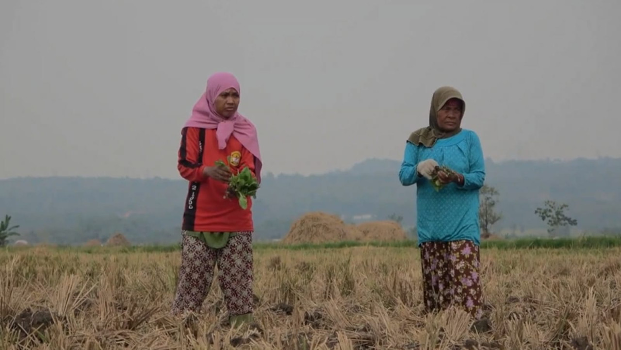 Para petani tembakau di Kecamatan Modo Lamongan saat menanam benih tembakau. (Foto : Adyad Ammy Iffansah/jatimnow.com)
