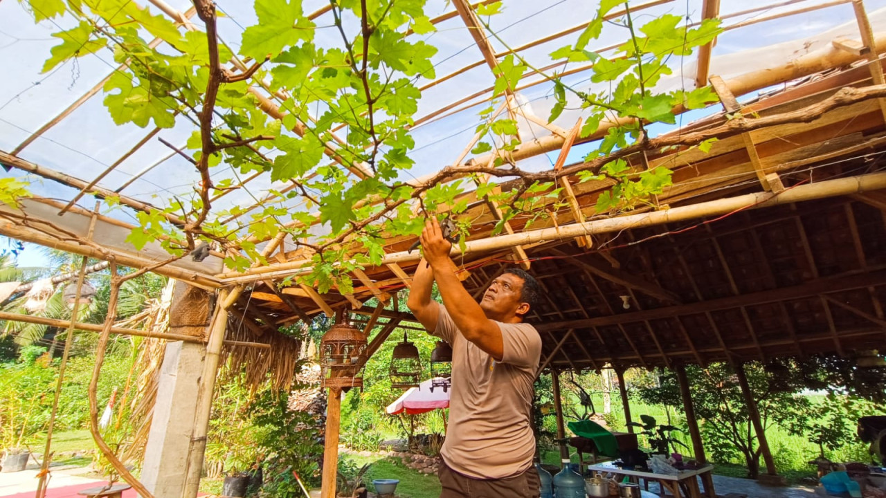 Anggota Polisi Jember saat merawat buah aggur Eropa di kebunnya (Foto: Sugianto for jatimnow.com)