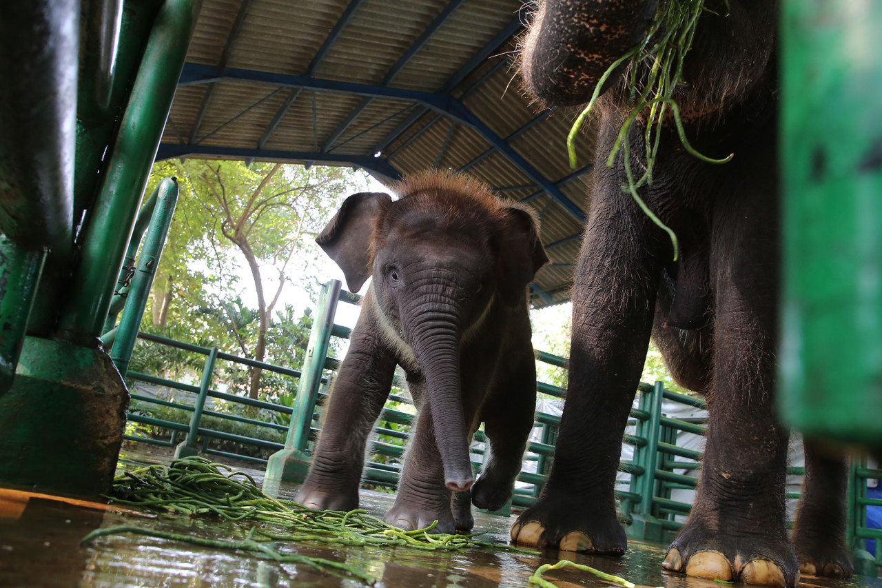 Rocky Balboa salah satu anakan koleksi Gajah Sumatera di KBS (foto: Humas Pemkot Surabaya for jatimnow.com)