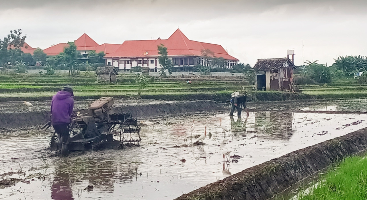 Sawah atau pertanian padi di Kota Batu, Jawa Timur.  (Foto : Gerhana/jatimnow.com)