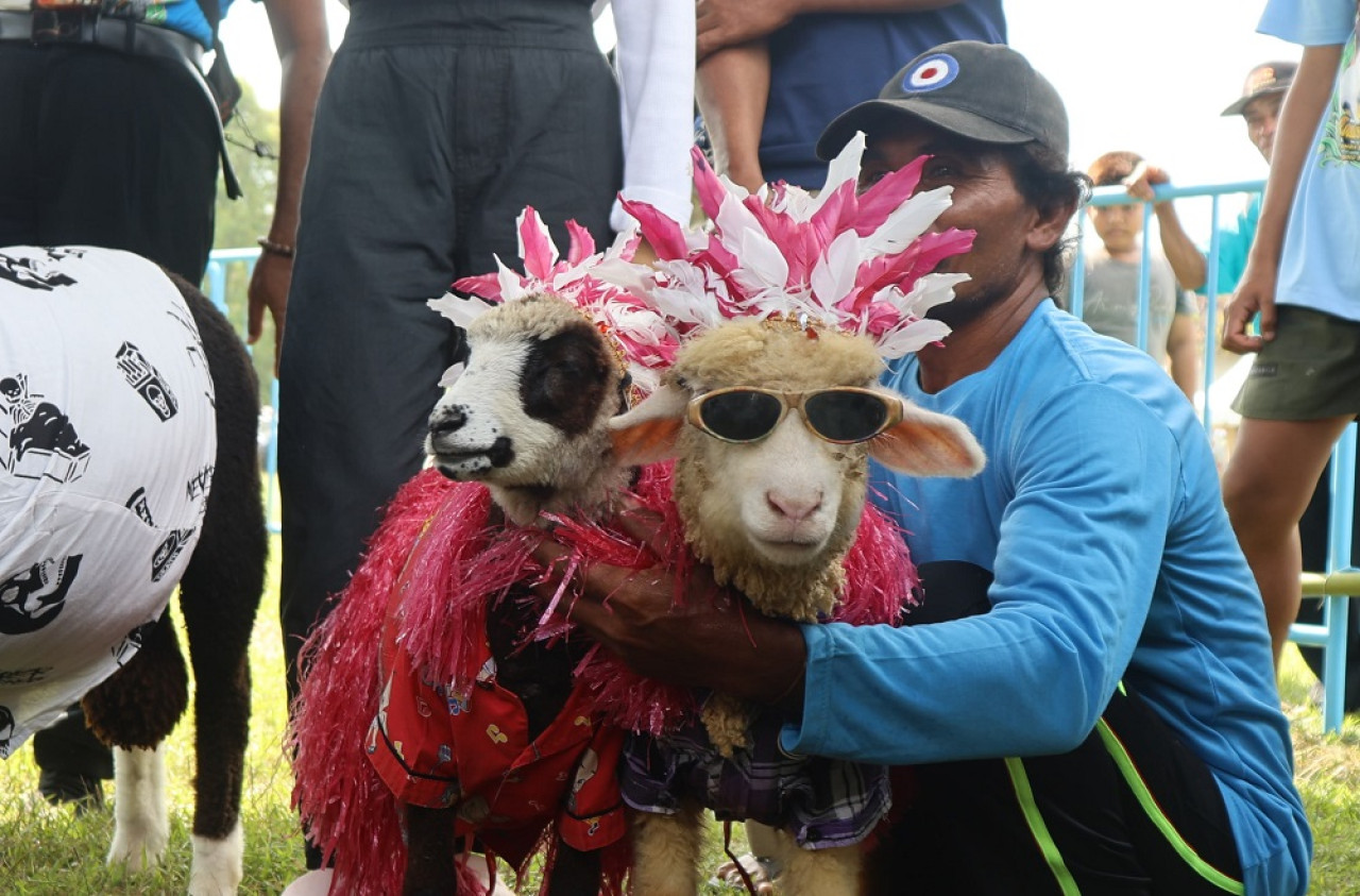 Peserta kontes domba dan sapi di Banyuwangi. (Foto: Pemkab Banyuwangi)