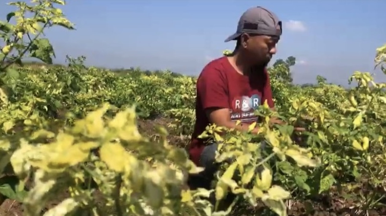 Petani cabai Ponorogo. (Foto: Ahmad Fauzani/jatimnow.com)
