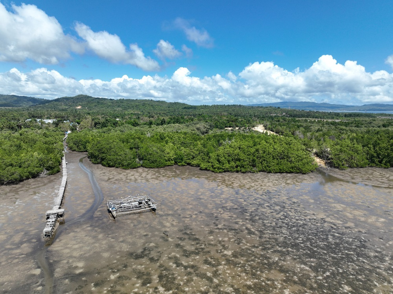 Pelindo Terminal Petikemas Rehabilitasi 25 Ha Mangrove di Sulawesi Tenggara