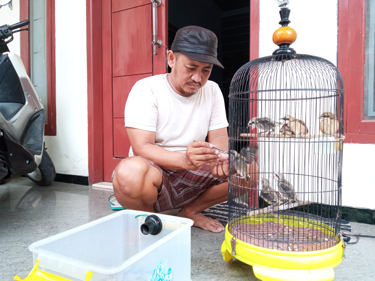 Ayok sedang memberi malam burung hasil peteranakannya. (Foto: Sugianto/jatimnow.com)