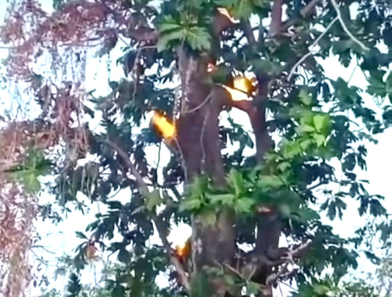 Pohon sukun yang mengeluarkan api. (Foto tangkapan layar media sosial)