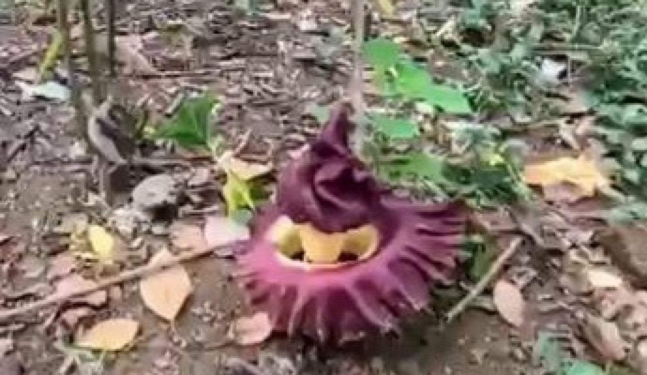 Bunga Bangkai Ditemukan di Bondowoso, Aroma Busuk Tercium hingga 20 Meter