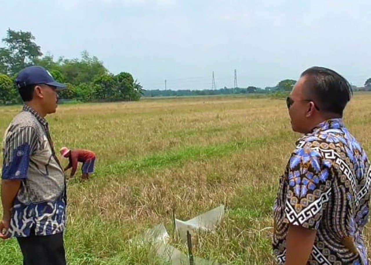 3 Desa di Sidoarjo Kekeringan, Puluhan Hektare Sawah Gagal Panen