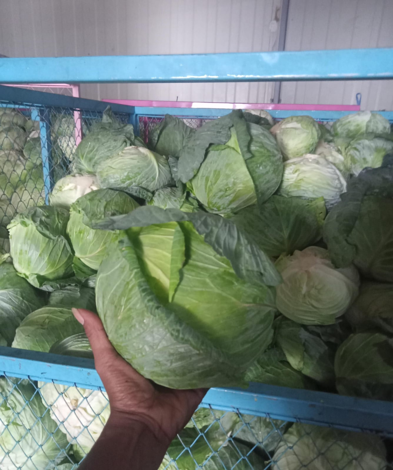 Program kegiatan Sarana Asimilasi Edukasi (SAE) Lapas Kelas I Malang di Ngajum, Kabupaten Malang memanen kubis manis yang diekspor ke Taiwan.  (Foto : Gerhana/jatimnow.com)