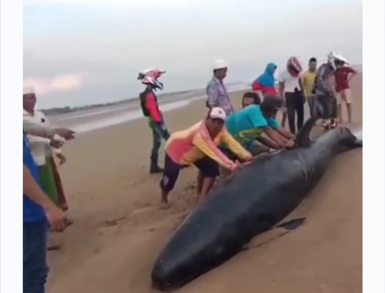 Warga Sampang Temukan Paus Terdampar di Pantai Damarwulan, Kondisinya Sekarat