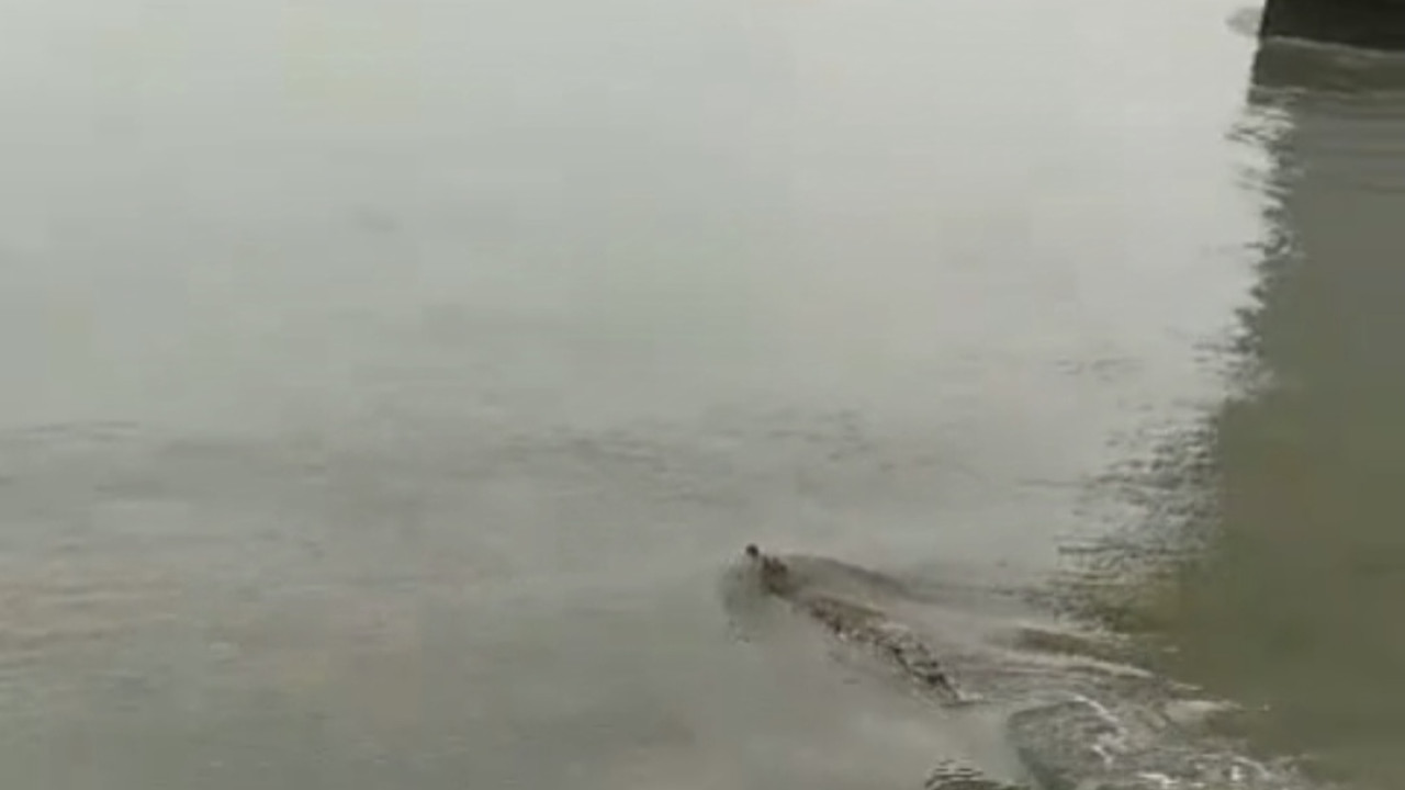 Penampakan buaya di Jembatan Suramadu. (Tangkapan layar)