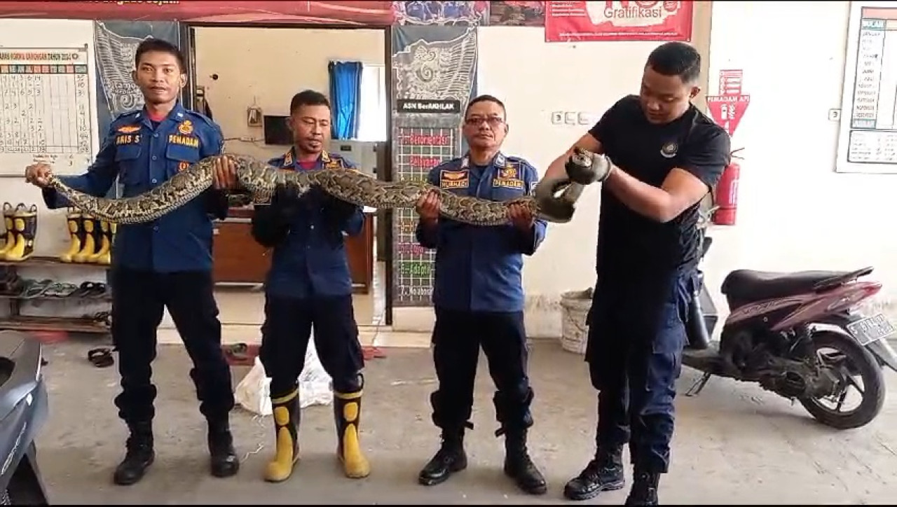 Ular Sanca Teror Jamaah Masjid di Lamongan, Damkar Beraksi