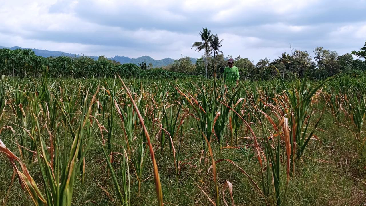 Tanaman Petani Jember mengering kekurangan air (Foto: Sugianto/jatimnow.com)