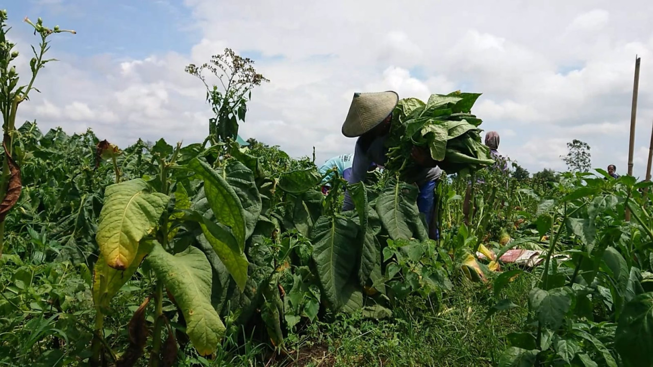 Ilustrasi. Petani tembaku sedang panen di Tulungagung. (Foto: Bramanta Pamungkas/jatimnow.com)